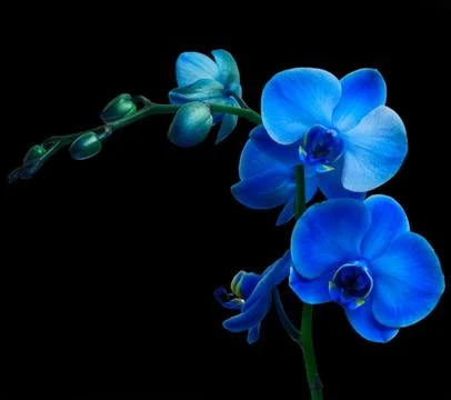 Orchid flower Foto stock