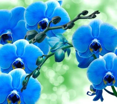 Orchid flower Stock Photos