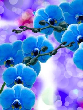 Orchid flower Stock Photos