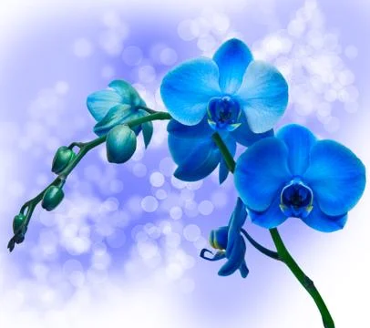Orchid flower Stock Photos