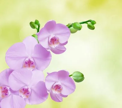 Orchid flower Stock Photos