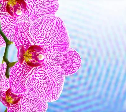 Orchid flower Stock Photos