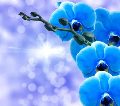 Orchid flower Stock Photos