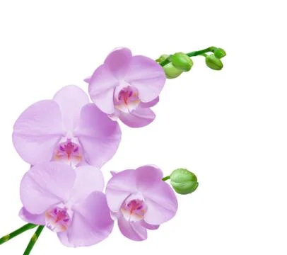 Orchid flower Stock Photos