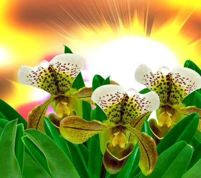 Orchid flower Stock Photos