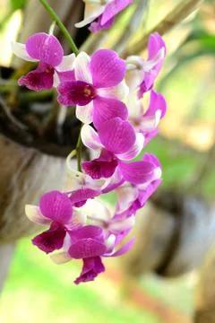 Orchid flower. Foto stock