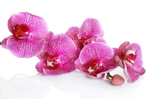 Orchid flower. Stock Photos