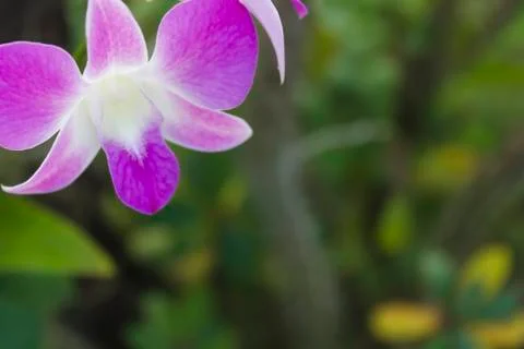 Orchid flower Stock Photos