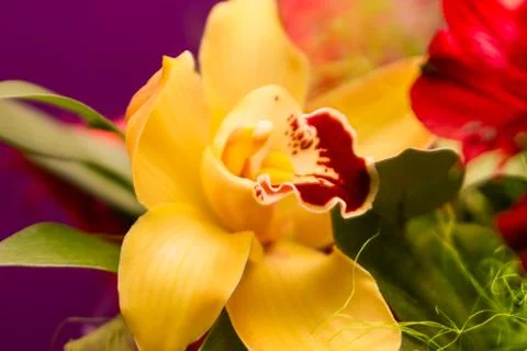 Orchid flower Stock Photos