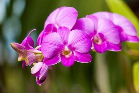 Orchid flower Stock Photos