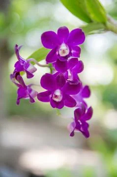 Orchid flower Stock Photos