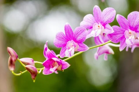 Orchid flower Stock Photos