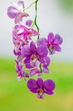 Orchid flower Stock Photos