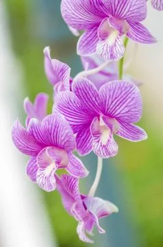 Orchid flower Stock Photos