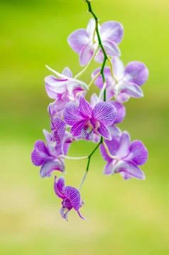 Orchid flower Stock Photos