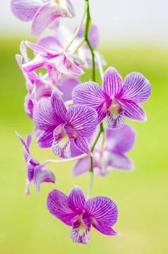Orchid flower Stock Photos