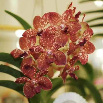 Orchid flower Stock Photos