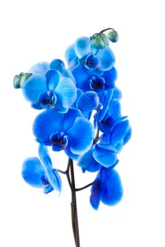 Orchid flower Stock-Fotos
