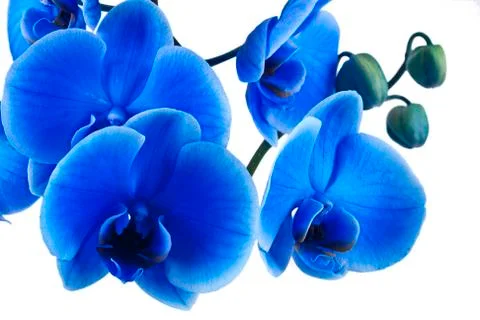 Orchid flower Stock Photos
