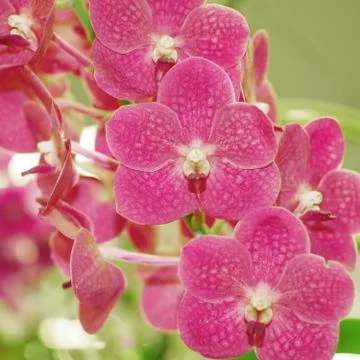 Orchid flower Stock Photos