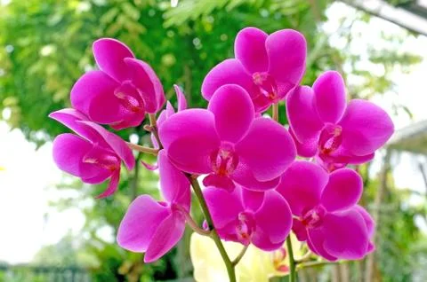 Orchid flower Stock Photos