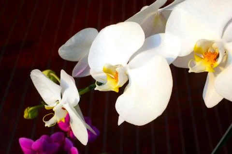 Orchid flower Stock Photos
