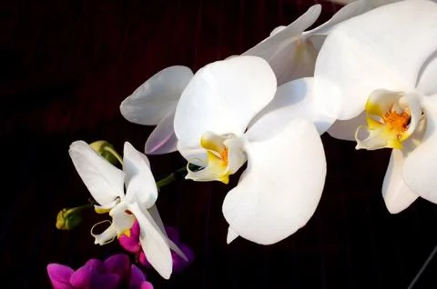 Orchid flower Stock Photos