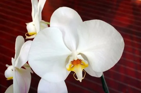 Orchid flower Stock Photos