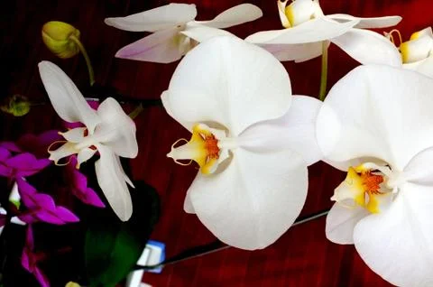 Orchid flower Stock Photos
