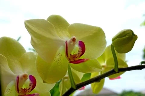 Orchid flower Stock Photos
