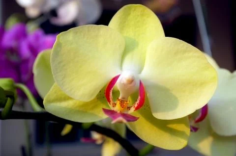 Orchid flower Stock Photos