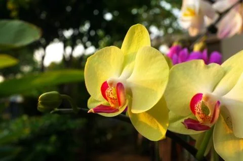 Orchid flower Stock Photos