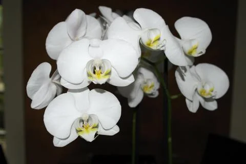 Orchid flower Stock Photos