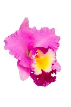 Orchid flower Stock Photos