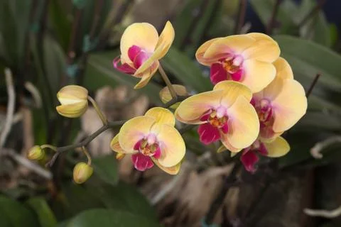 Orchid flower Stock Photos