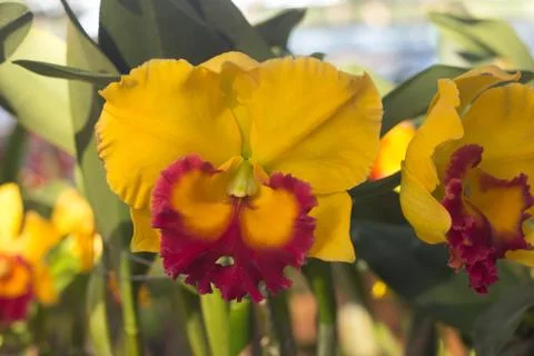 Orchid flower Stock Photos