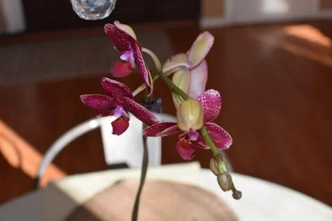 Orchid Flower Foto stock
