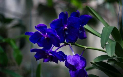 Orchid flower Stock Photos