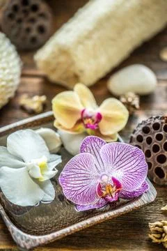 Orchid flower Stock Photos