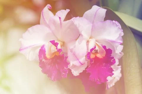 Orchid flower Stock Photos