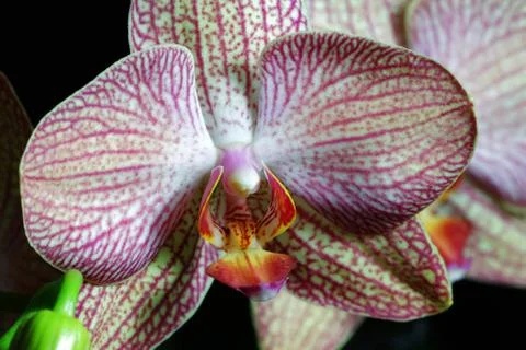 Orchid flower Stock Photos
