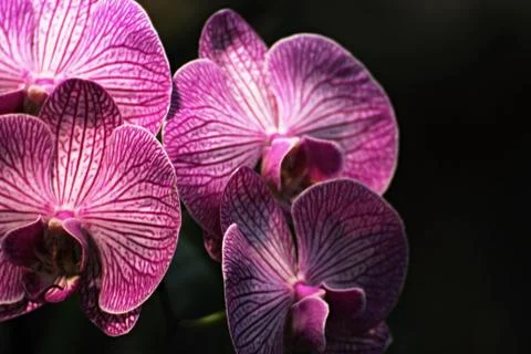 Orchid flower Stock Photos
