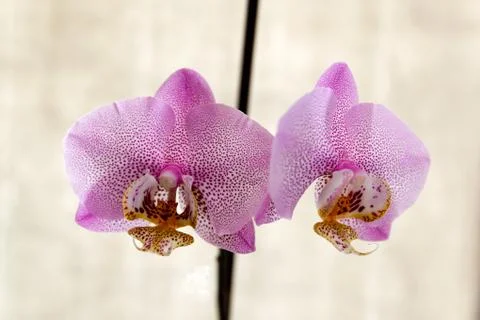 Orchid flower Stockfoto's