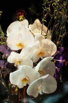 ORCHID FLOWER Stock Photos