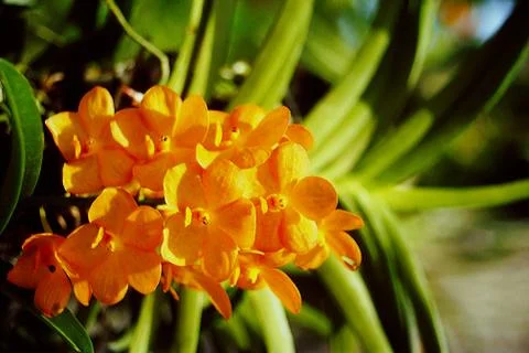 ORCHID FLOWER Stock Photos