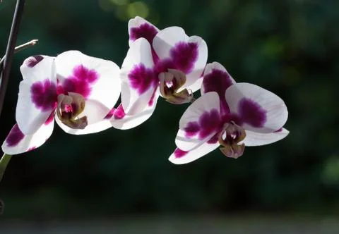 Orchid flower Stock Photos