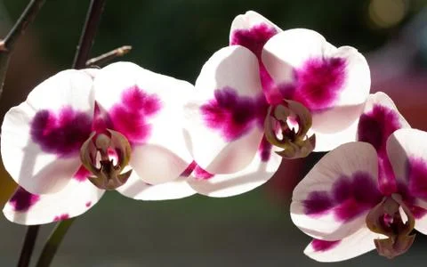 Orchid flower Stock Photos