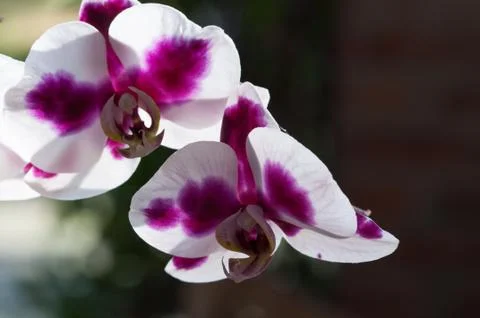 Orchid flower Stock Photos