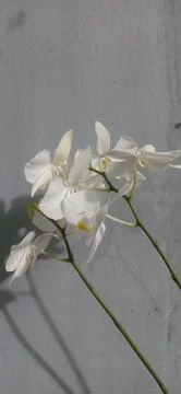 Orchid flower Stock Photos