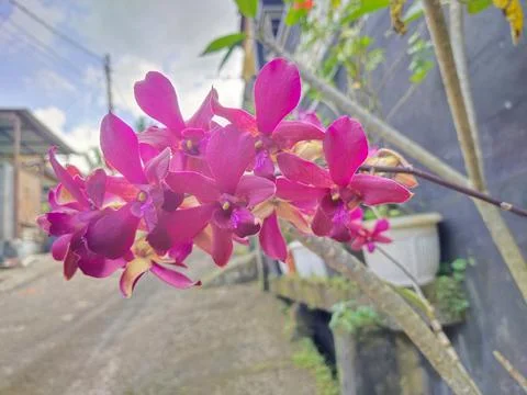 Orchid flower Stock Photos